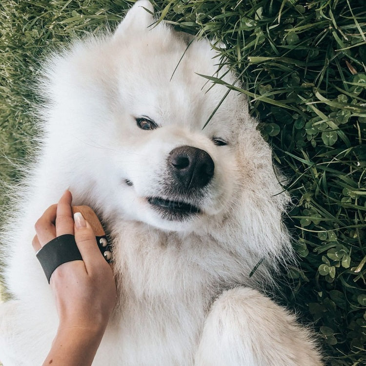 Samoyed dog brush