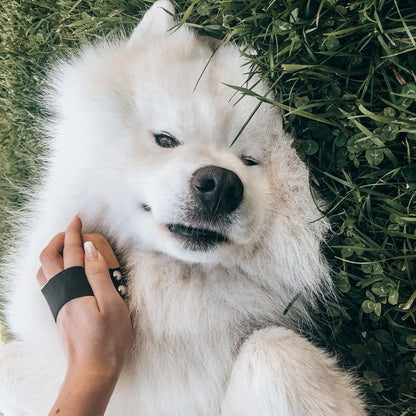 Samoyed dog brush